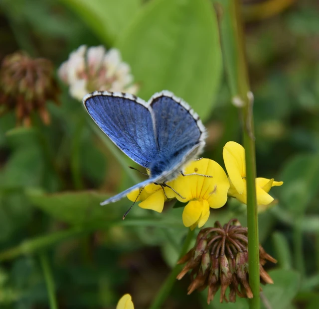 Polyommatus bellargus - égszínű boglárka