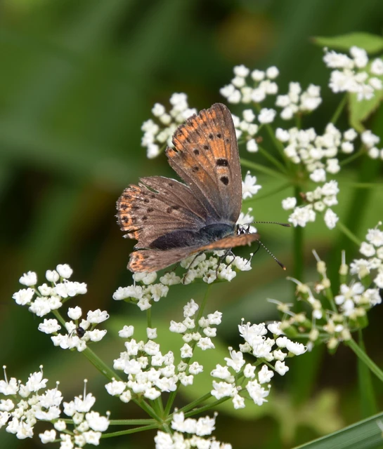 Lycaena tityrus - barna tűzlepke