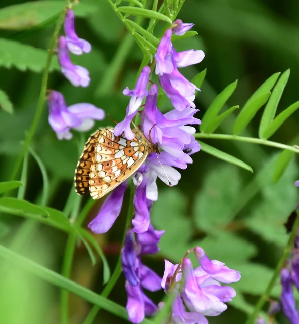 Boloria selene - fakó gyöngyházlepke