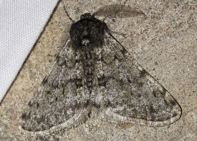 Apocheima pilosaria - zöldes tavasziaraszoló