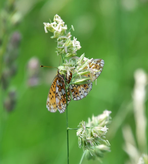 Boloria selene - fakó gyöngyházlepke