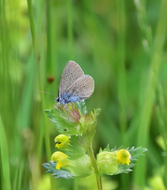 Cyaniris semiargus - aprószemes boglárka