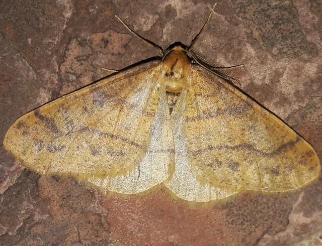 Agriopis aurantiaria - aranysárga téliaraszoló