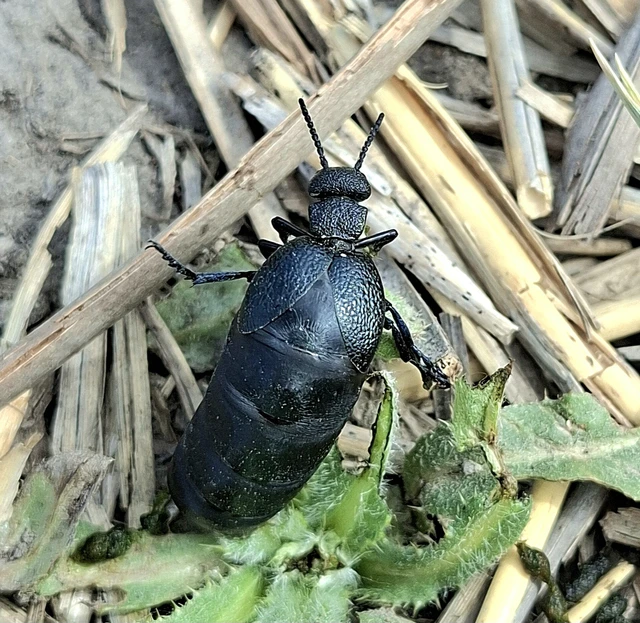 Meloe cicatricosus - óriásnünüke