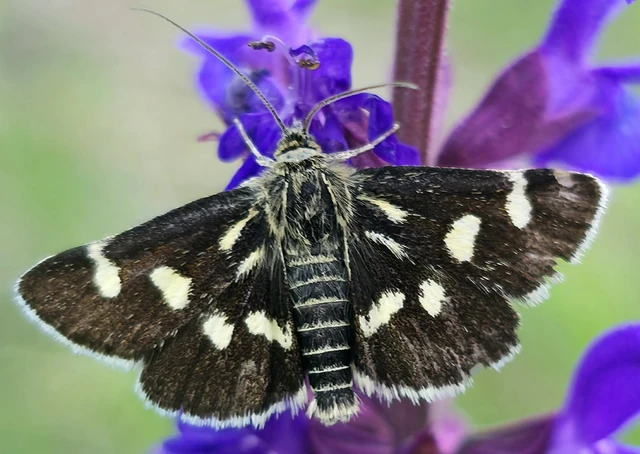 Eurrhypis pollinalis - galajszövő kormosmoly