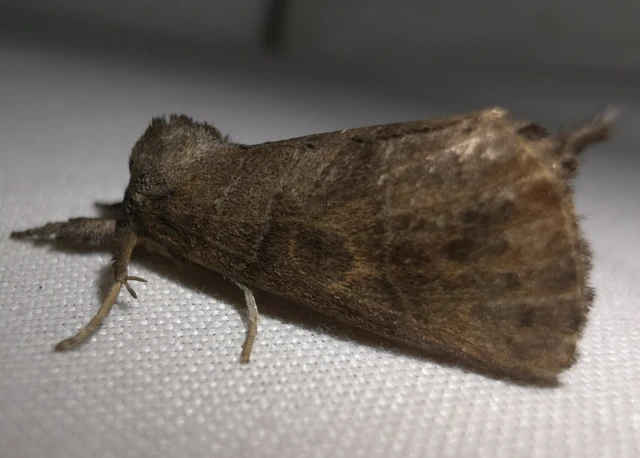 Clostera anastomosis - barna levélszövő