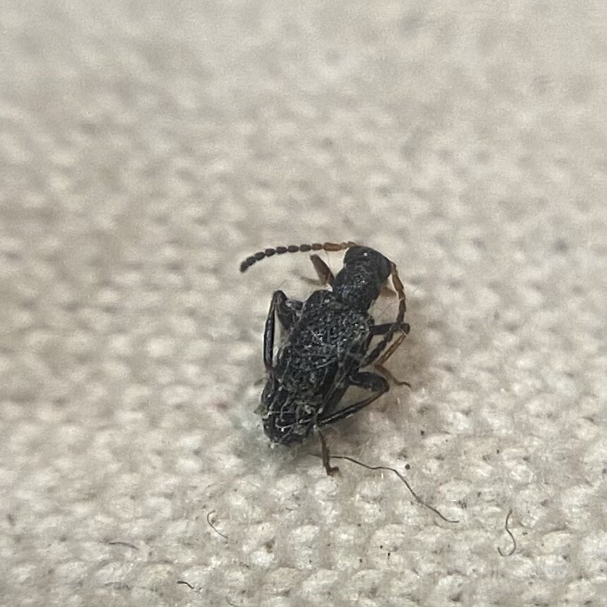 Anidorus nigrinus - fekete korhóbogár