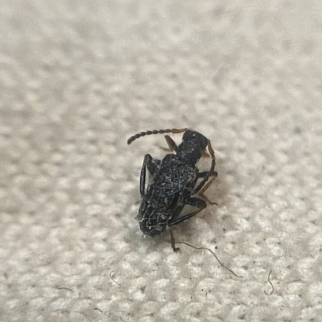 Anidorus nigrinus - fekete korhóbogár