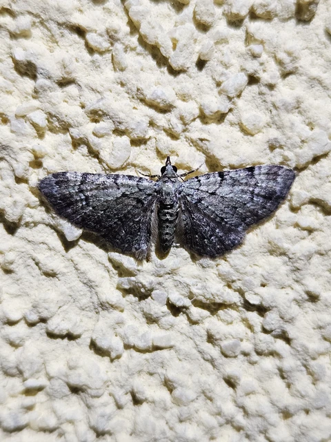 Pasiphila rectangulata - almavirág-araszoló