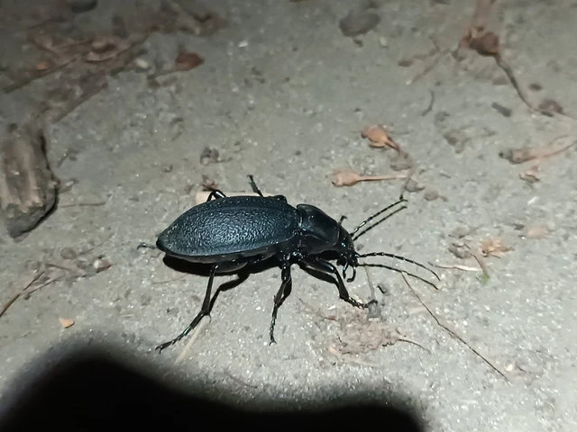 Carabus coriaceus - bőrfutrinka Carabus coriaceus - bőrfutrinka