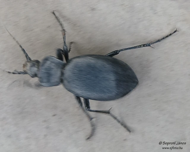 Carabus coriaceus - bőrfutrinka Carabus coriaceus - bőrfutrinka