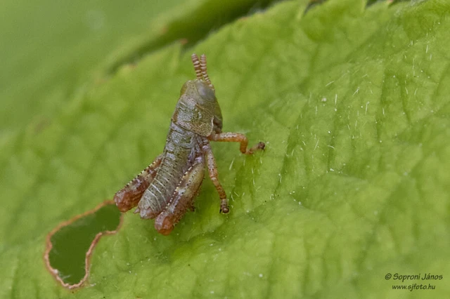 Orthoptera - Egyenesszárnyúak