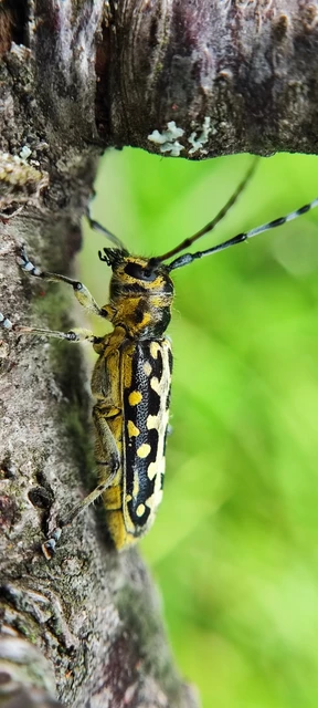 Saperda scalaris - létracincér