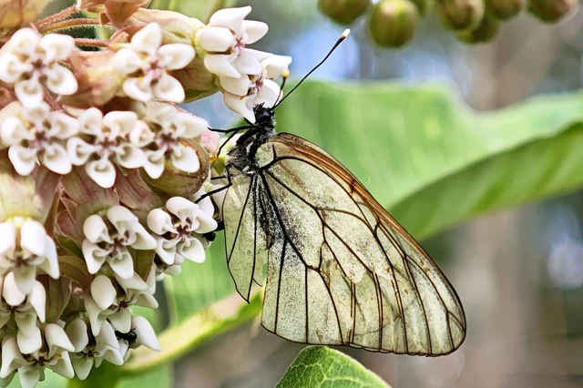 Aporia crataegi - galagonyalepke