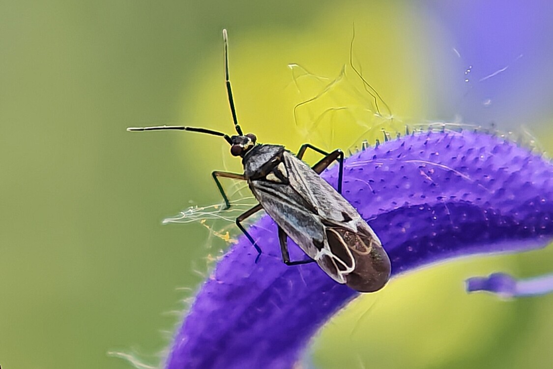 Macrotylus