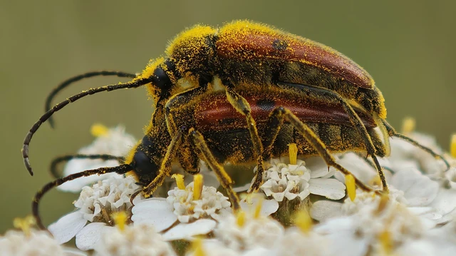 Vadonia unipunctata - kétpettyes virágcincér