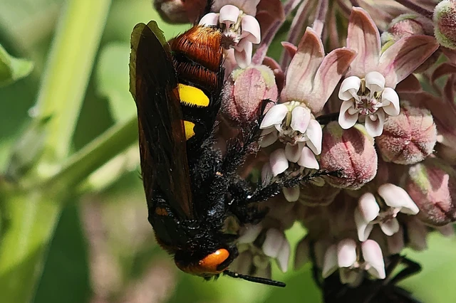 Megascolia maculata - óriás-tőrösdarázs