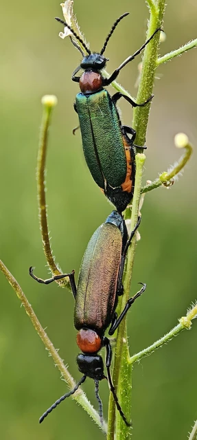 Alosimus syriacus austriacus - osztrák hólyaghúzó Alosimus syriacus austriacus - osztrák hólyaghúzó