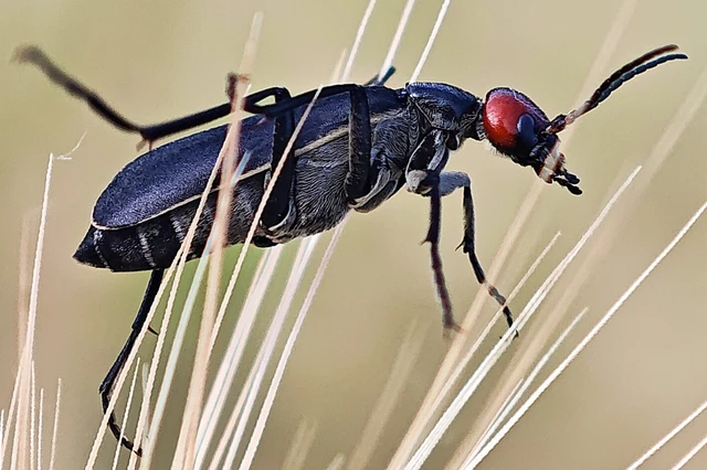 Epicauta rufidorsum - hollóbogár