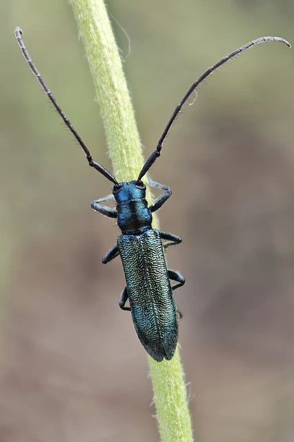 Agapanthia