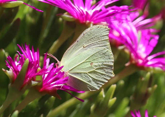 Gonepteryx rhamni - citromlepke