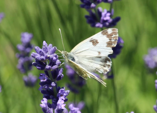 Pontia edusa - rezedalepke