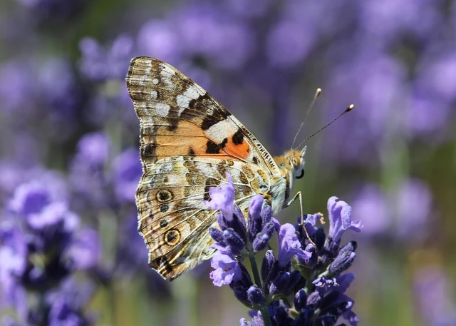 Vanessa cardui - bogáncslepke