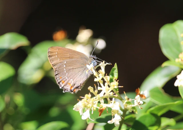 Satyrium ilicis - tölgyfa-csücsköslepke