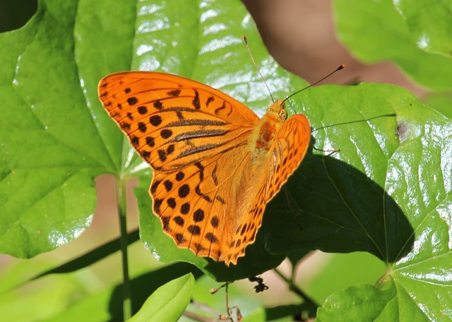 Argynnis paphia - nagy gyöngyházlepke
