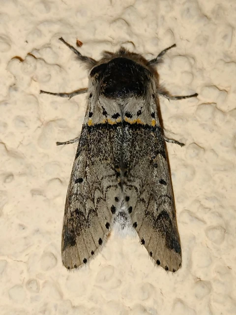 Furcula furcula - szürke púposszövő