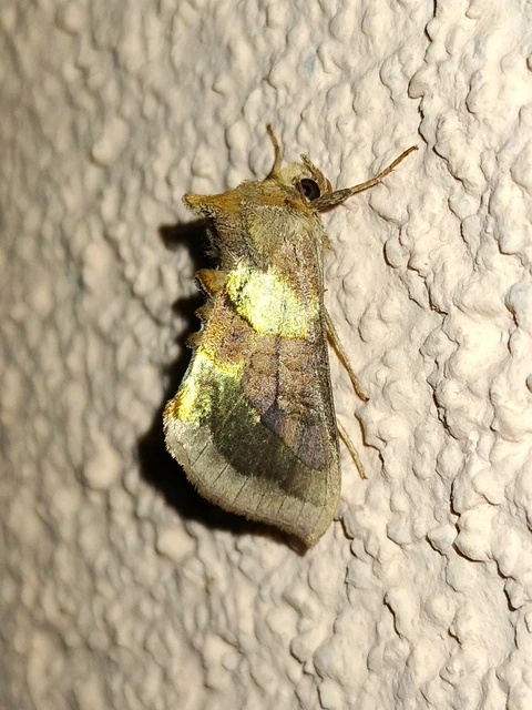 Diachrysia chrysitis/stenochrysis