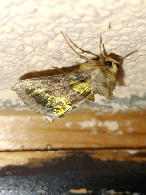 Diachrysia chrysitis/stenochrysis