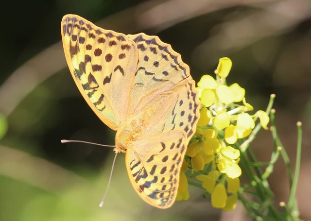Argynnis pandora - zöldes gyöngyházlepke