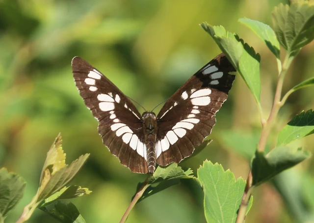 Neptis rivularis - nagy fehérsávoslepke