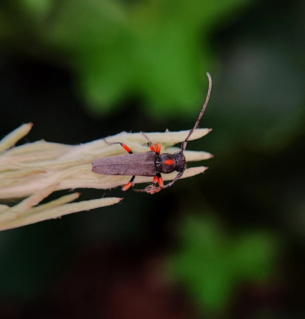 Phytoecia pustulata - parányi fűcincér