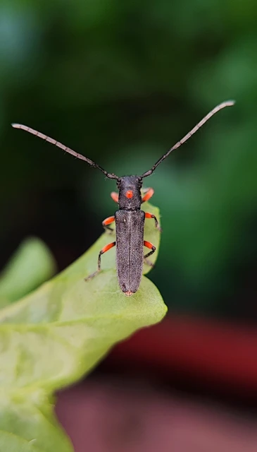 Phytoecia virgula - pirospontos fűcincér