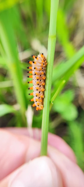 Zerynthia polyxena - farkasalmalepke