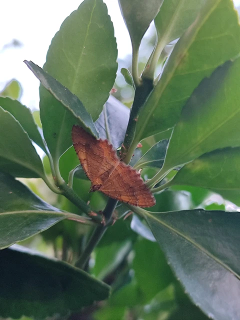 Camptogramma bilineata - kétvonalas sávosaraszoló