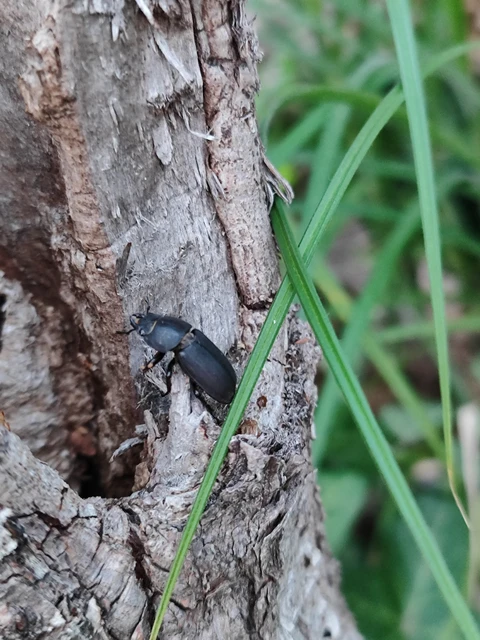 Dorcus parallelipipedus - kis szarvasbogár