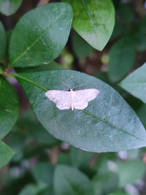 Idaea seriata - szürke apróaraszoló
