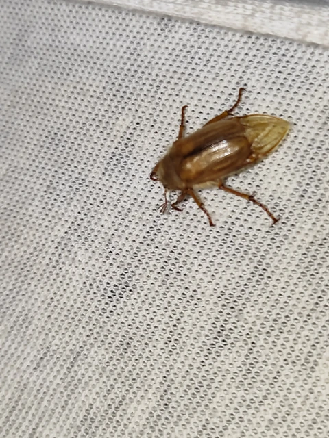 Amphimallon solstitiale - bordás sárgacserebogár