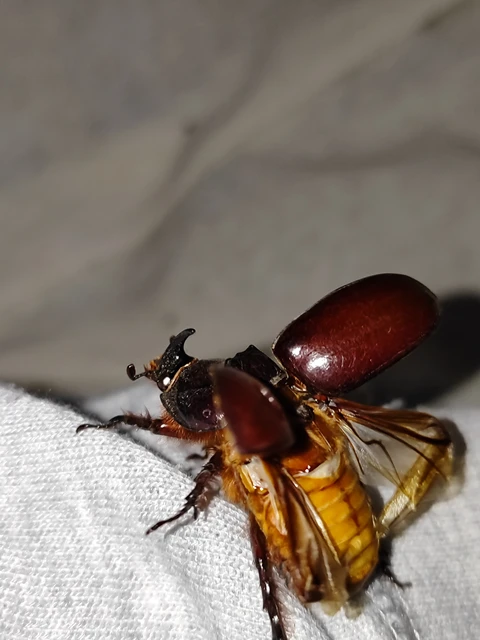 Oryctes nasicornis - orrszarvú bogár
