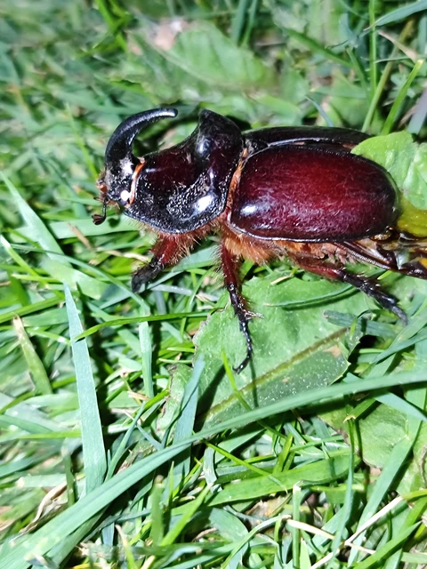Oryctes nasicornis - orrszarvú bogár