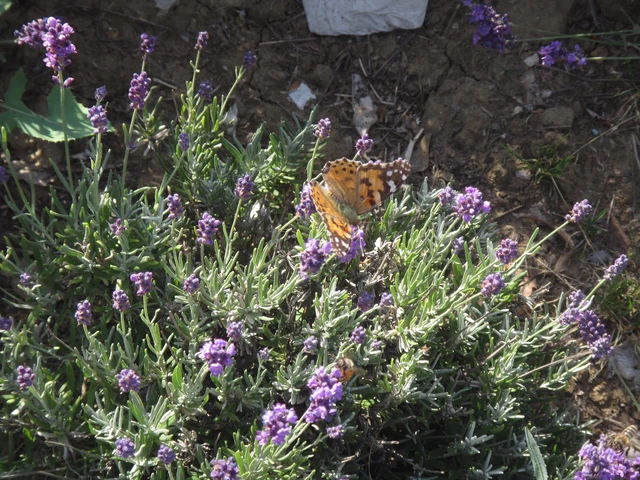 Vanessa cardui - bogáncslepke