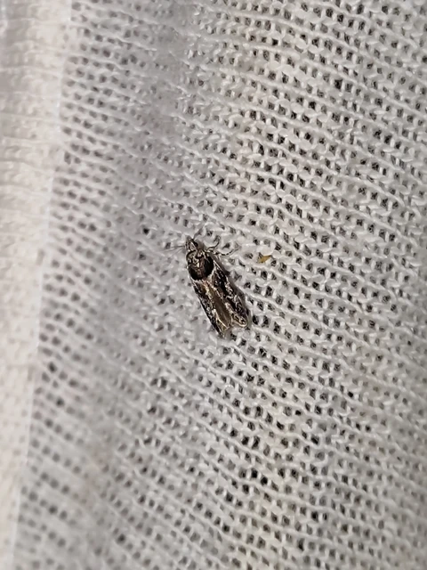 Recurvaria nanella - kis vörös-rügysodrómoly