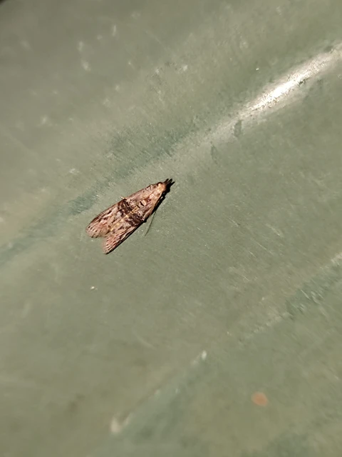 Nephopterix angustella - kecskerágó-karcsúmoly