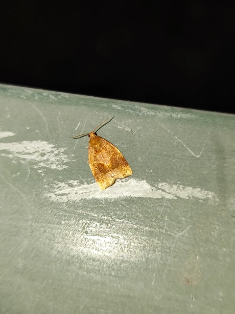 Archips rosana - rózsailonca