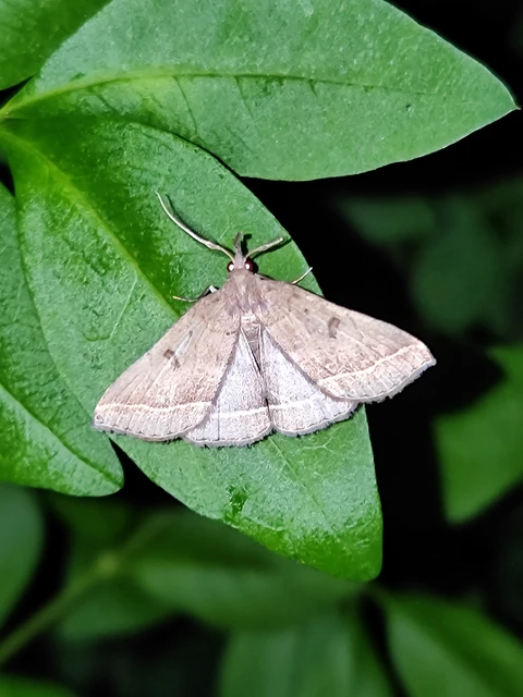 Pechipogo plumigeralis - tollascsápú karcsúbagoly