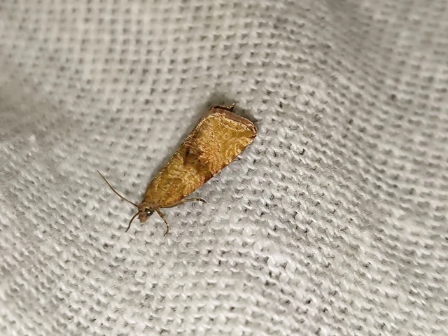 Celypha striana - pitypangfúró tükrösmoly