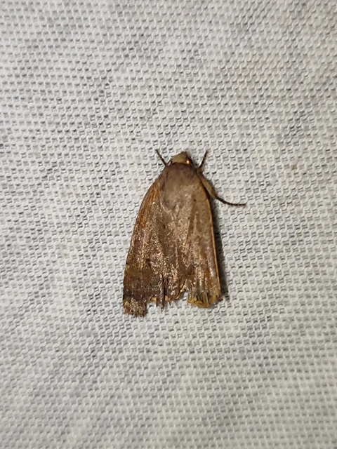 Noctua comes - kis sárgafűbagoly